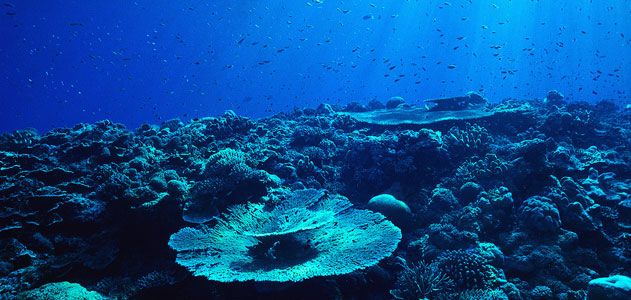 ECOCENTER: The OCeans