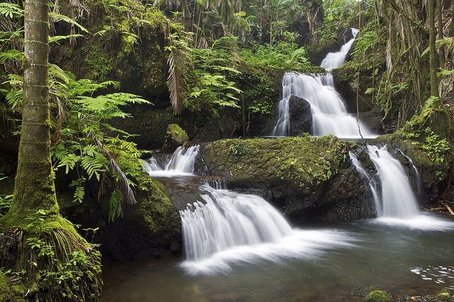 Plants and animals living in the tropics will be pushed out of their natural temperature range the fastest.