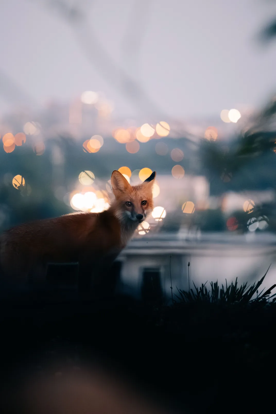 A fox stands with the city in the background
