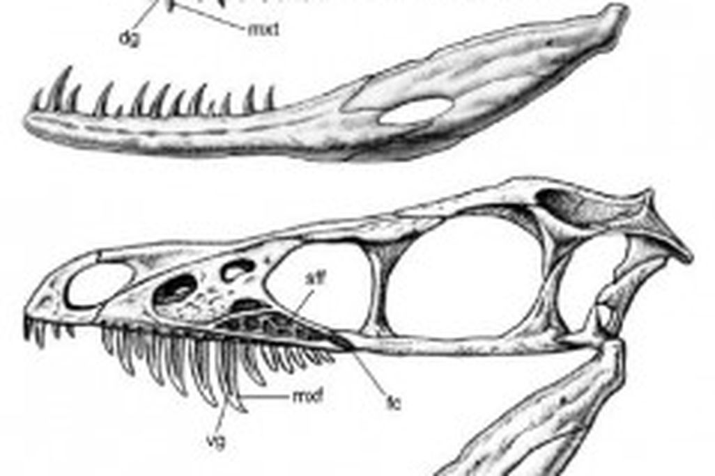 20110520083230sinornithosaurus-comparison-239x300.jpg