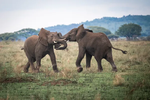 Elephant bullfight thumbnail