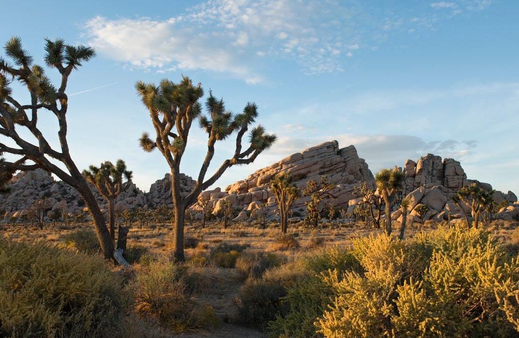 Joshua Tree