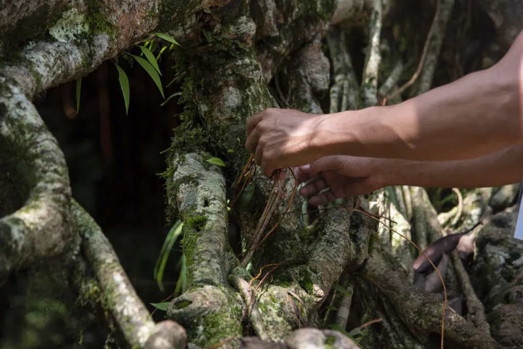 volunteer works on a living root bridge