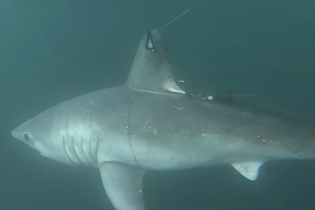 Porbeagle Shark