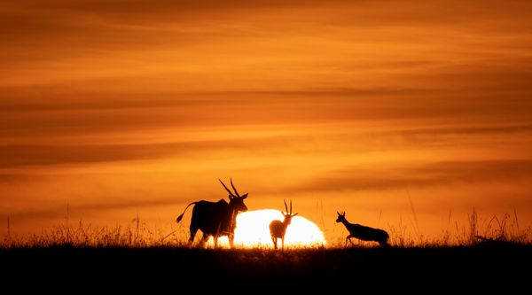 Antelope Sunset Silhouette thumbnail