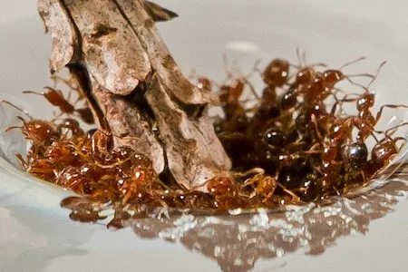 One species ant can build floating rafts (above), resilient bridges and temporary shelters using nothing but their own bodies.