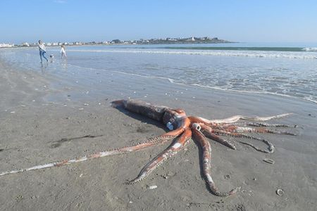 This giant squid was stranded on Britannica Bay in southwest South Africa. 
