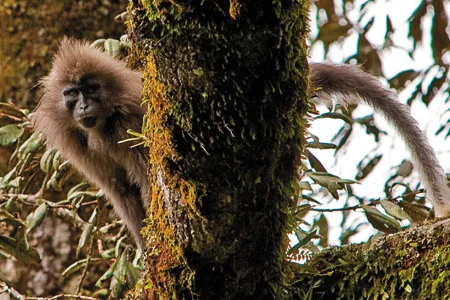 The discovery of new species is driven by new technologies, targeted surveys of little-studied ecosystems and a determined effort to identify plants and animals before their habitat is lost. The kipunji is one of 300 mammal species discovered in the past decade; it is thought to be Africa’s rarest monkey.