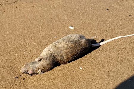 A&nbsp;dozen rat carcasses with upturned bellies were found littered along the sand in Brooklyn&#39;s Canarsie Park.