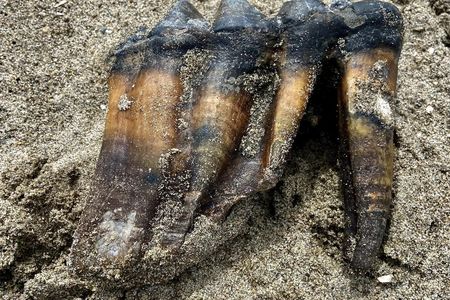The mastodon tooth was discovered on&nbsp;Rio Del Mar State Beach in California.