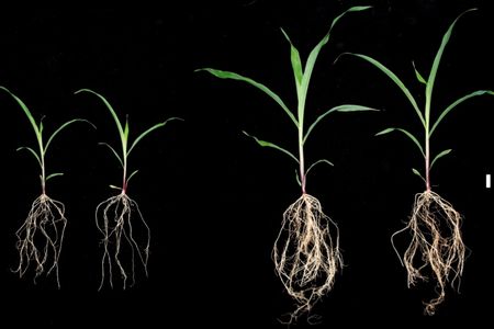 On the right, corn plants inoculated with sugarcane microbes saw their biomass increase compared to those that were not inoculated (on the left).