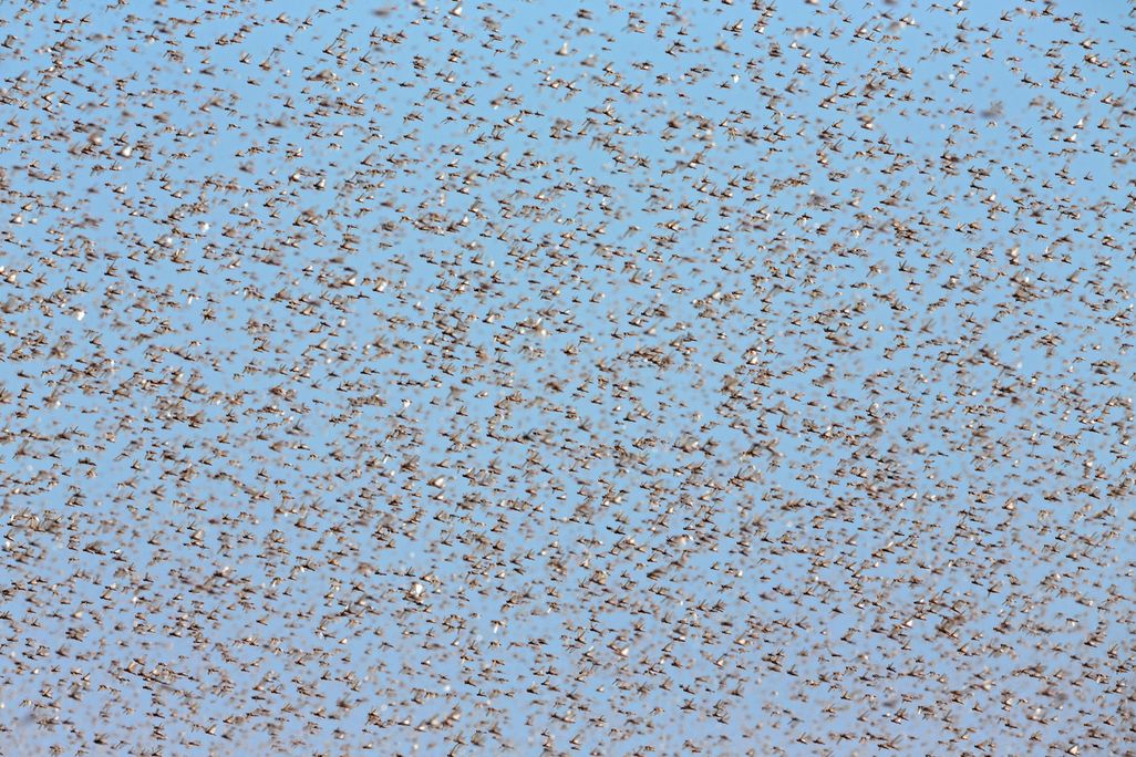 locusts