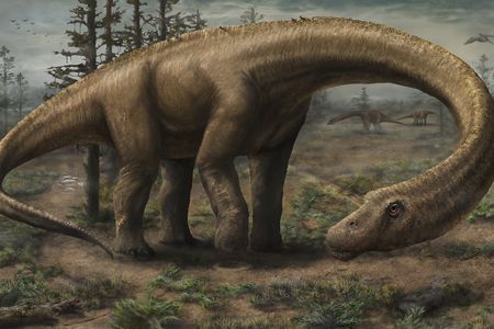 Artist's rendering of Dreadnoughtus schrani 
