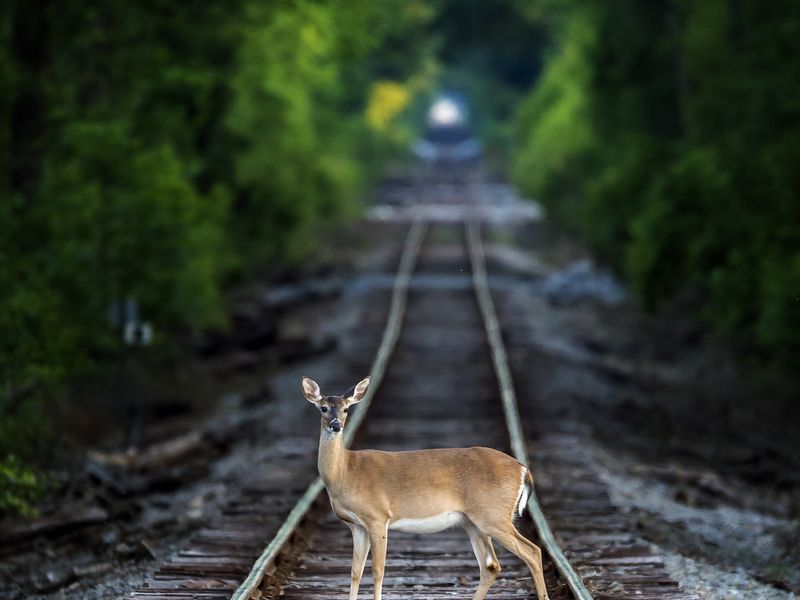 Deer on Railway track Smithsonian Photo Contest Smithsonian Magazine