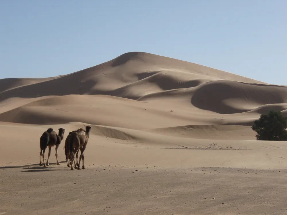 Sand dune with camels in the foreground