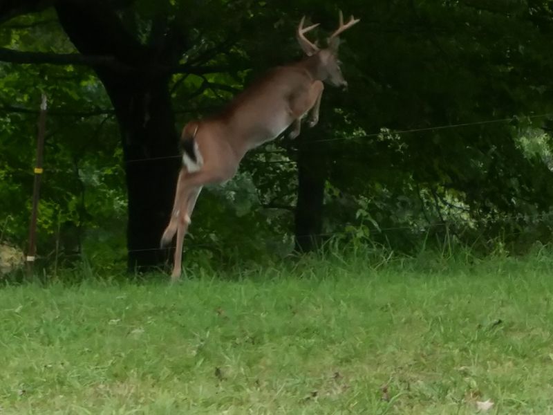A beautiful Virginia buck jumping into a field Smithsonian Photo