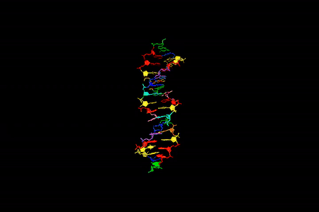 An animation of the eight color-coded bases of hachimoji DNA