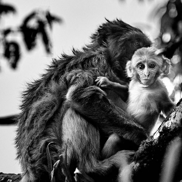 Macaque Mother and Child thumbnail