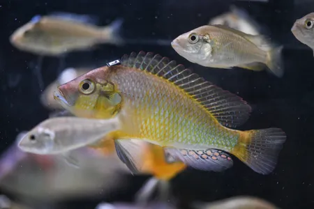 An Astatotilapia burtoni&nbsp;fish with a barcode attached to its head.&nbsp;