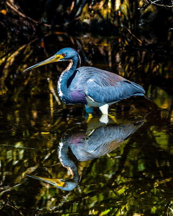 Tricolored Heron thumbnail