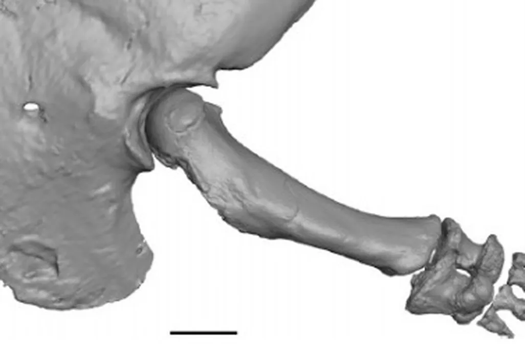 The reconstructed shoulder and arm of Majungasaurus