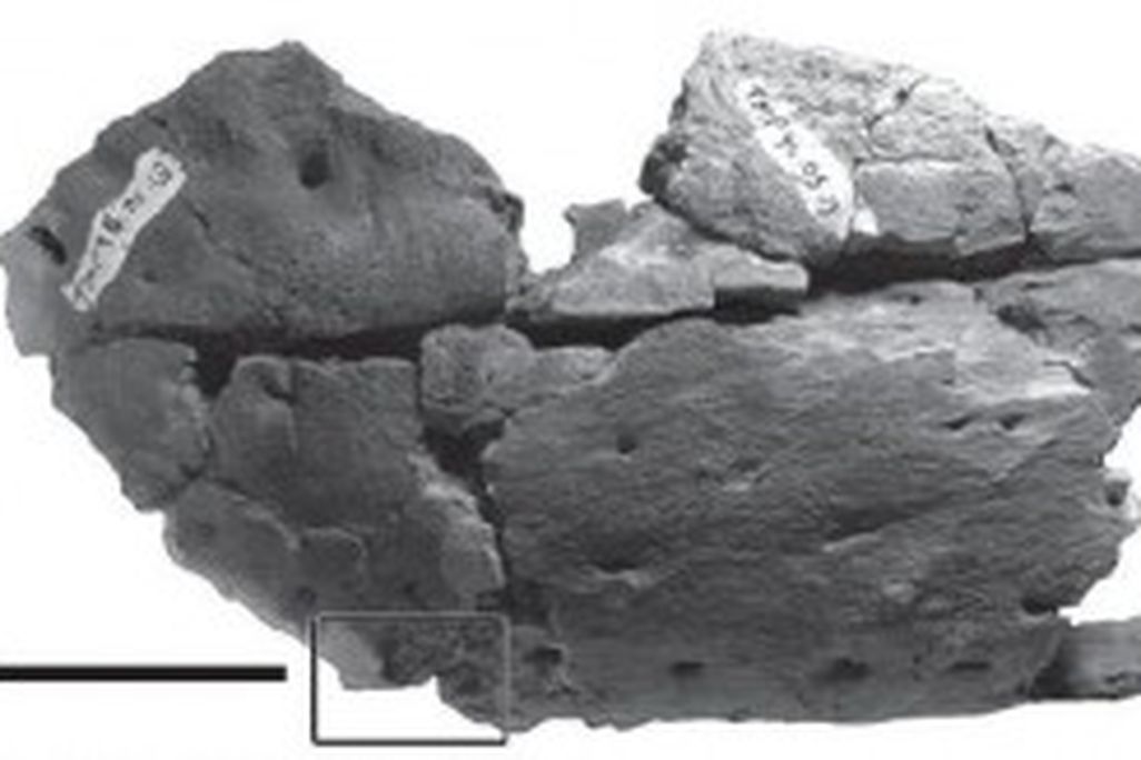 20110520083151tyrannosaur-jaw-bite-300x164.jpg