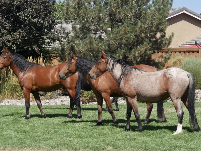 Wild Horses Roaming Suburban Reno Smithsonian Photo Contest