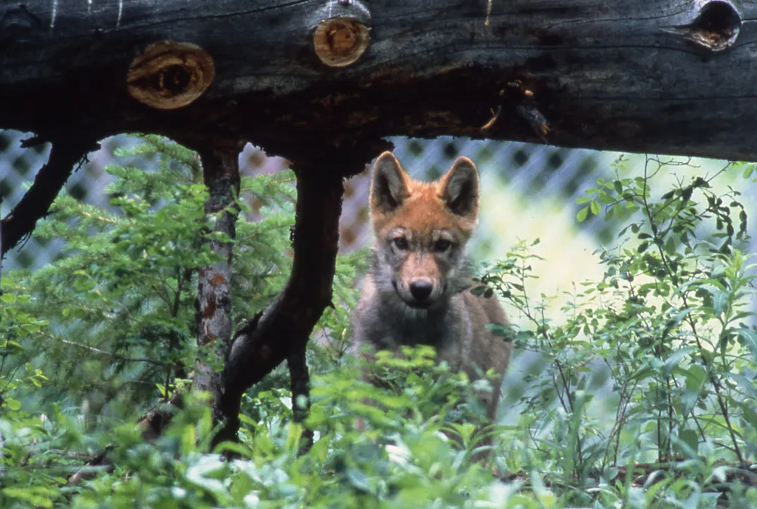 a wolf in an enclosure looks at the camera with its gaze passing beneath a log