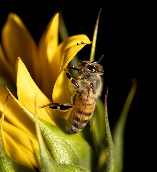 The Honeybee and the Flower thumbnail