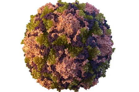 An illustration of the poliovirus, which causes polio