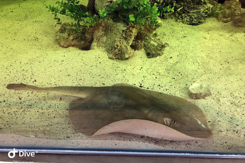 a stingray swims at the bottom of a tank