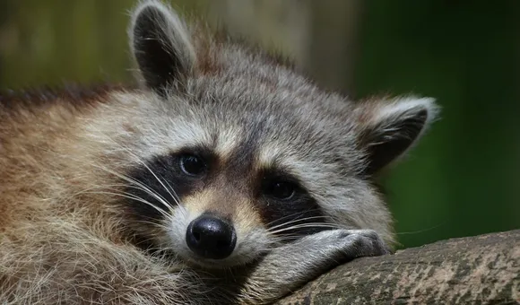 Raccoon - courtesy of Pixabay.jpg