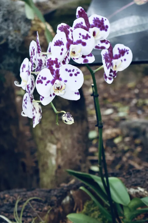 Phalaenopsis Orchid with Purple Drip thumbnail