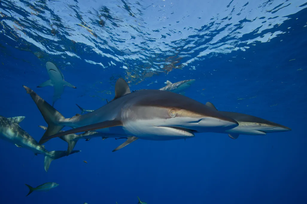 Silky sharks in the ocean