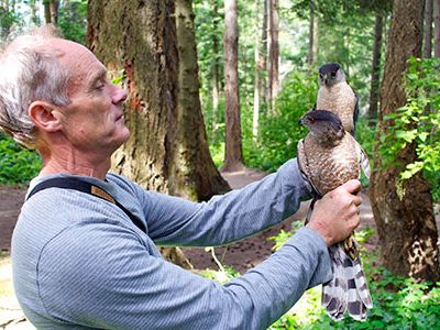 Bob Rosenfield holds a pair of Cooper’s hawks in a city park in Victoria, Canada. The female, in the foreground, is a third again as large as her mate.