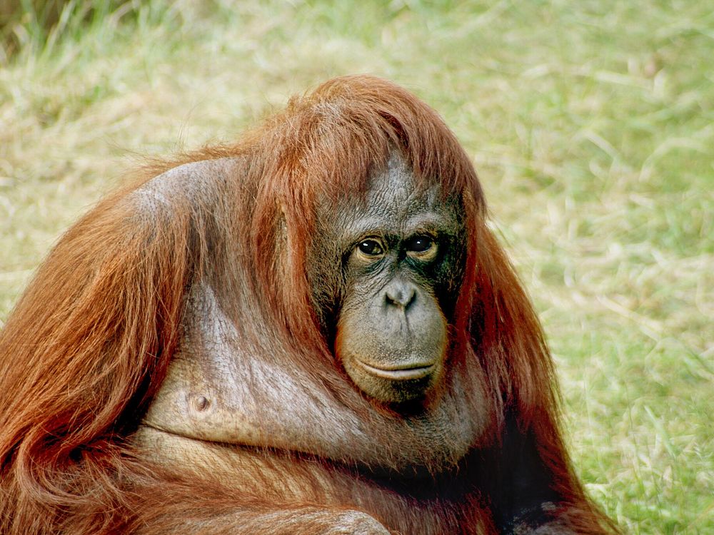 Orangutan sitting on grass