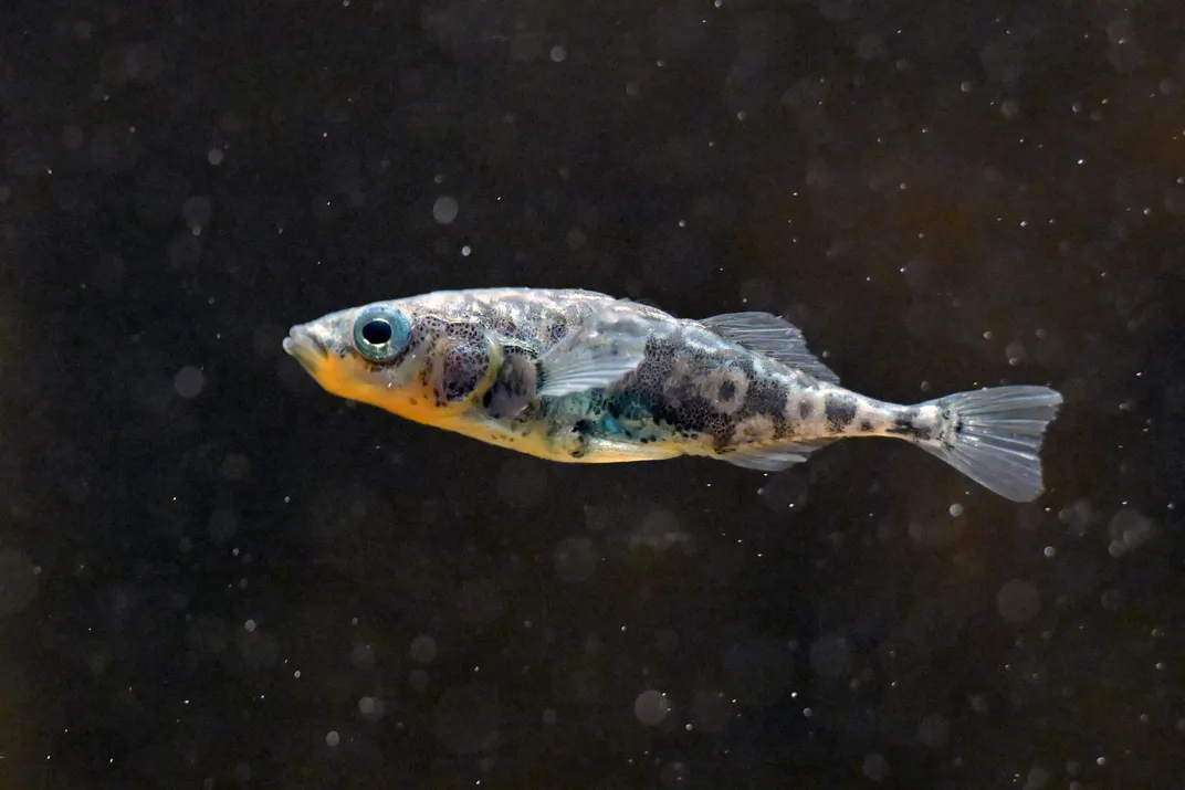 Three-spined stickleback
