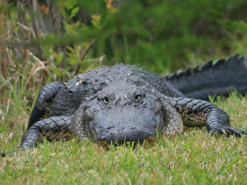 Alligator, Face to face | Smithsonian Photo Contest | Smithsonian Magazine