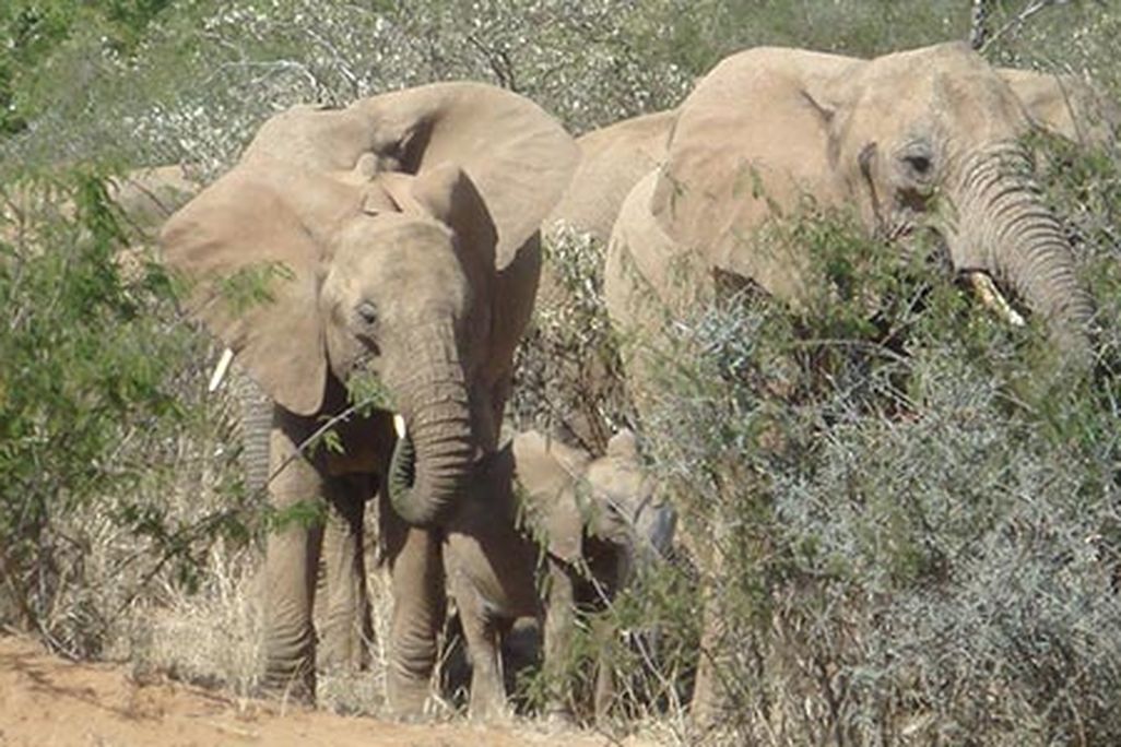 African elephants