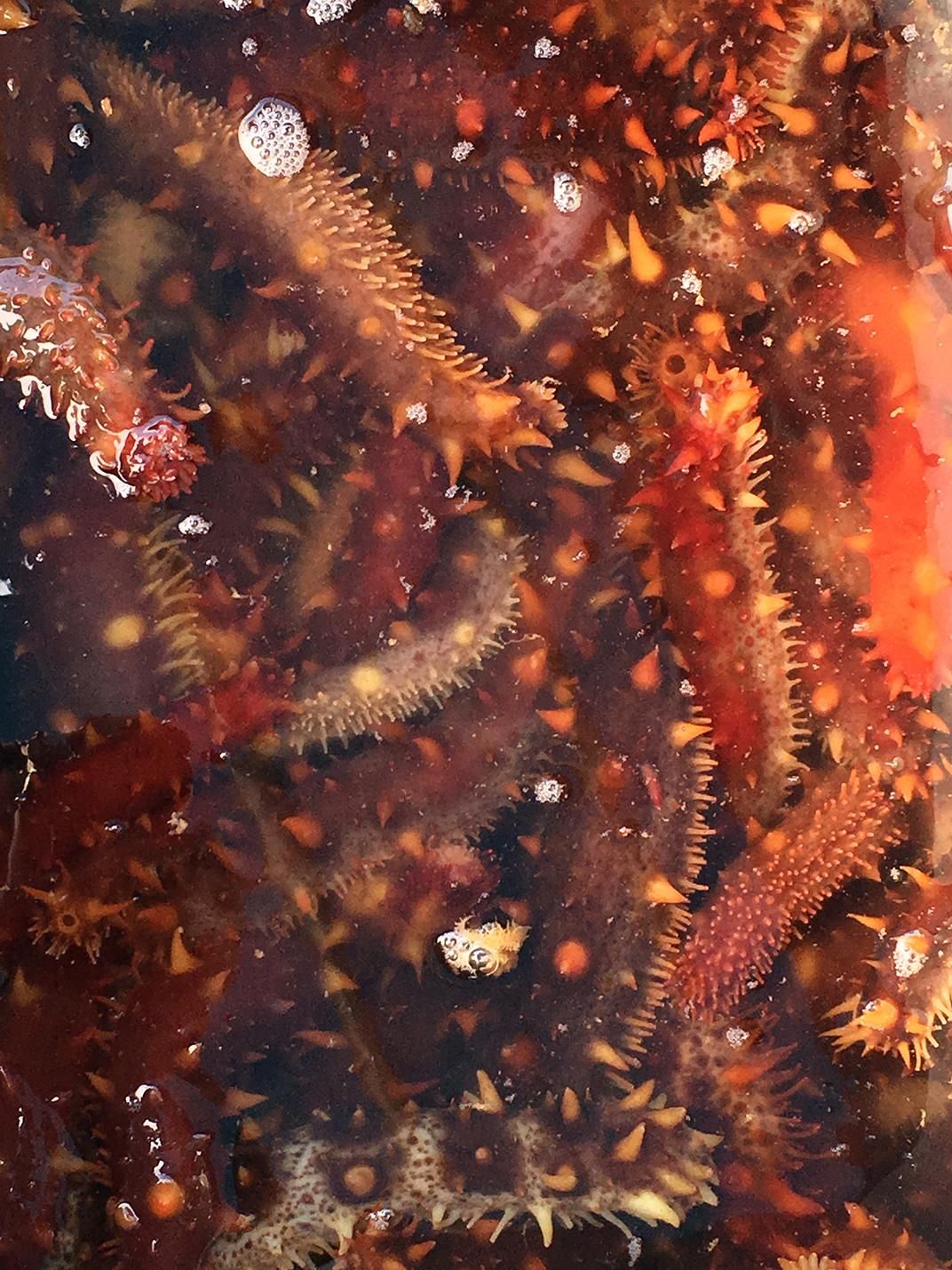 Is the Mysterious Sea Cucumber Slipping Out of Our Grasp?