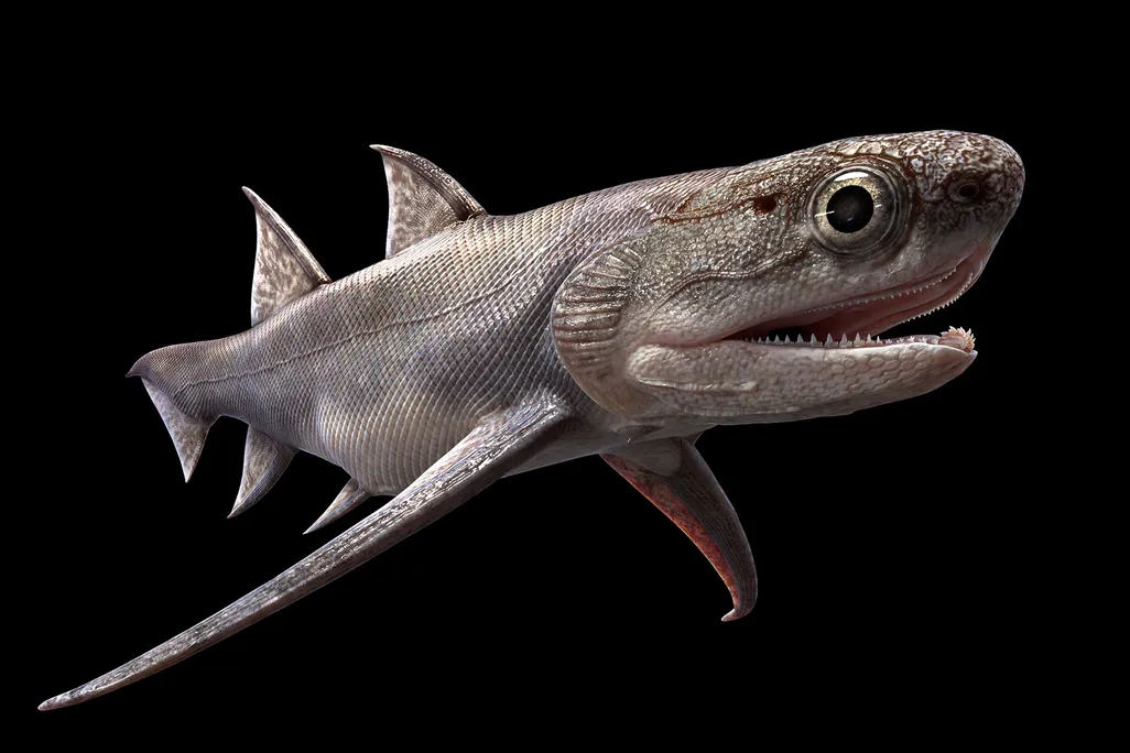 Qianodus