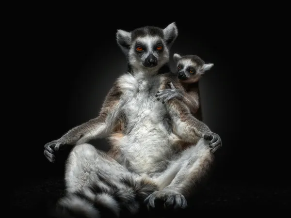 Mindfulness: Lemur Edition thumbnail