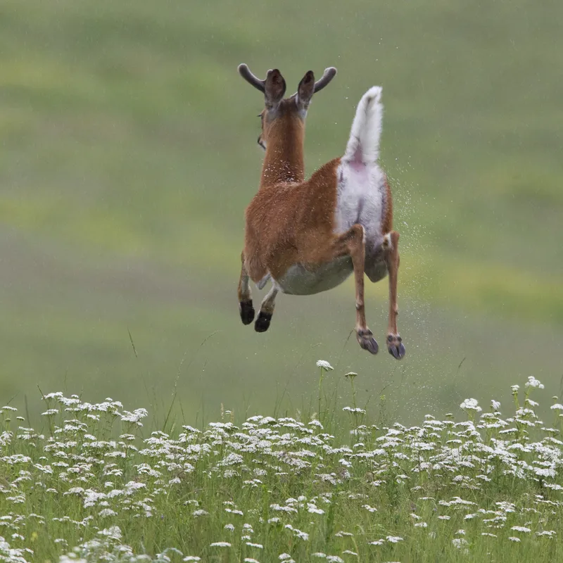Buck Running Away
