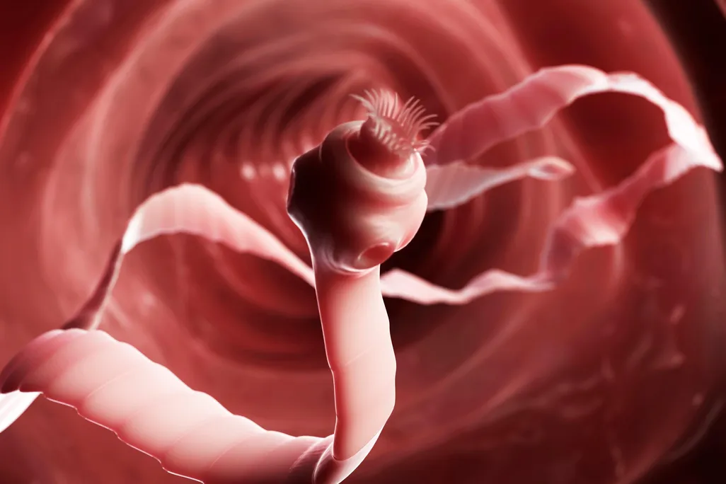 tapeworm