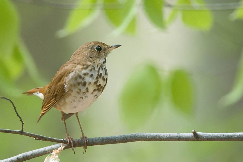 Hermit thrush