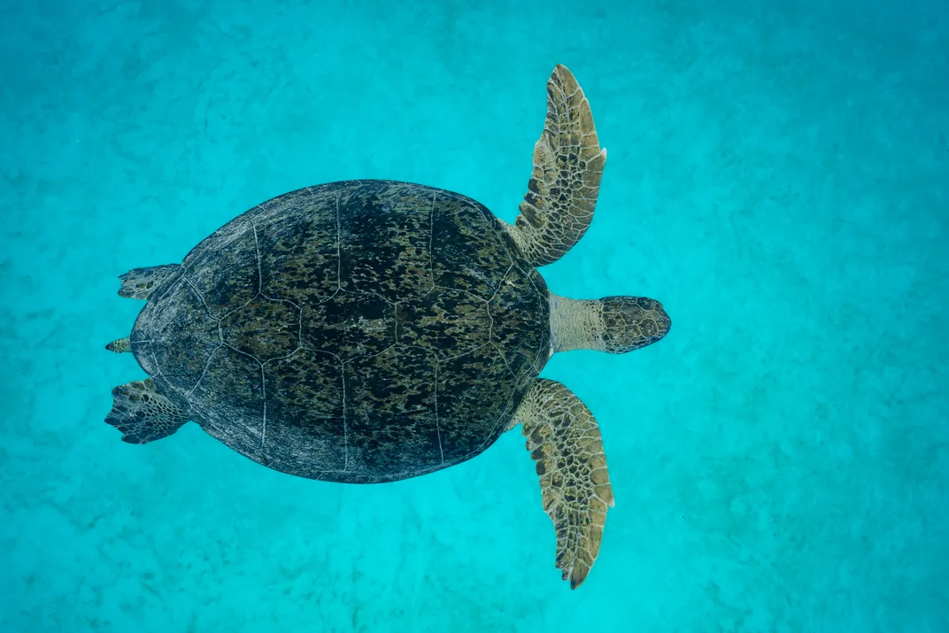 an overhead view of a swimming green turtle