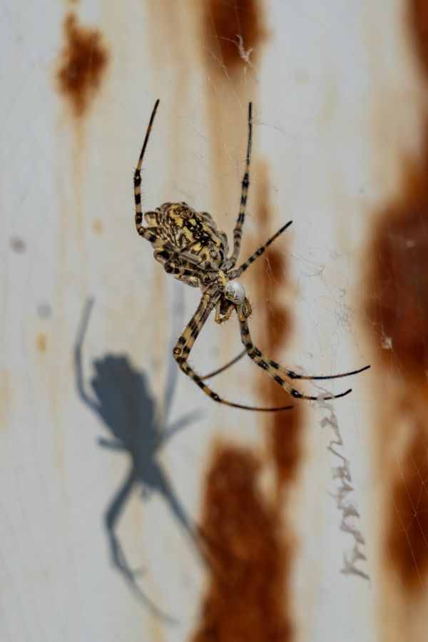 Spider with a cocoon. thumbnail