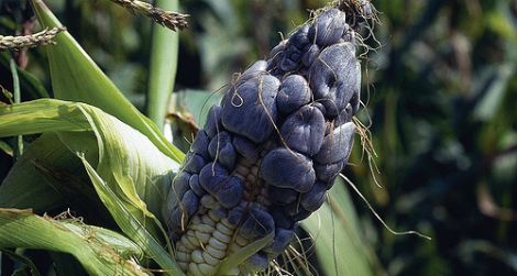 Huitlacoche, a black corn fungus, is an agricultural bane to some, but to others, it’s a delicacy.