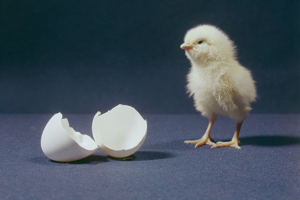 Hatched chick