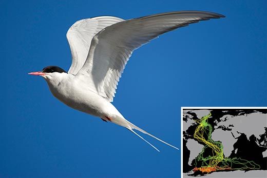 Arctic tern migration